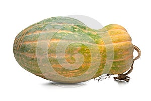 Calabash pumpkin