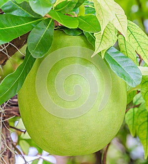Calabash Tree and Fruit