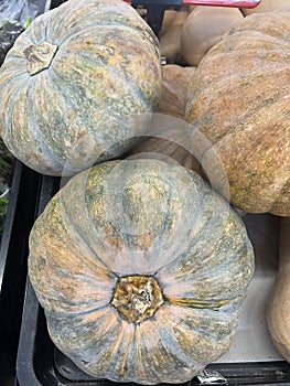 Calabaza squash has a yellow-orange flesh with a mildly sweet, nutty flavor photo