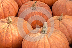 Calabaza Squash (West Indian Pumpkin) in a Pumpkin Patch in Northern California