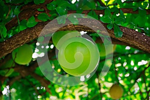 Un albero Selvaggio zucca 