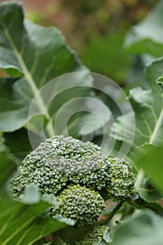 Calabrese broccoli