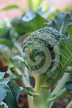 Calabrese broccoli