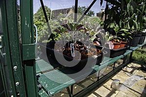 Calabrese broccoli young shoots seedlings growing on a shelf in a seed tray inside a greenhouse