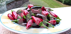 Calabrian red chillies photo