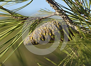 Calabrian or Turkish Pine Cone photo