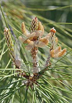 Calabrian or Turkish Pine Flower photo