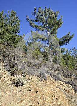 Calabrian or Turkish Pine Forest photo