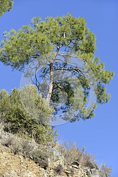 Calabrian or Turkish Pine Tree photo