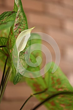 Caladium