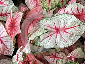 Caladium photo