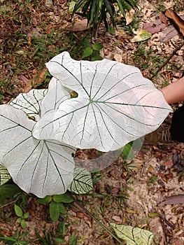 Caladium Allure leaf