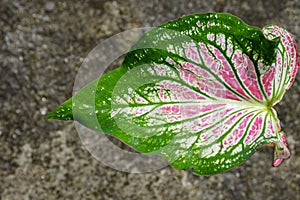 Caladium bi color, with striking green, white, pink, and red blotching