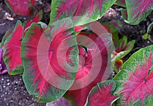 Caladium bicolor