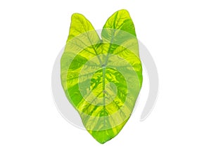 caladium bicolor leaf isolate on white background. heart shape. red spott on green leave