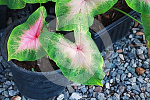 Caladium bicolor leaf or Queen of the Leafy Plant