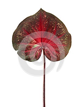 Caladium bicolor leaf or Queen of the Leafy Plants, Bicolor foliage isolated on white background