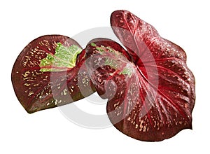 Caladium bicolor leaf or Queen of the Leafy Plants, Bicolor foliage isolated on white background
