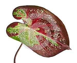Caladium bicolor leaf or Queen of the Leafy Plants, Bicolor foliage isolated on white background