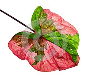 Caladium bicolor leaf or Queen of the Leafy Plants, Bicolor foliage isolated on white background, with clipping path