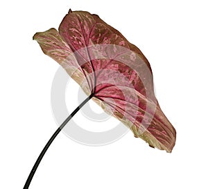 Caladium bicolor leaf or Queen of the Leafy Plants, Bicolor foliage isolated on white background, with clipping path