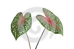 Caladium bicolor leaf or Queen of the Leafy Plants isolated on white