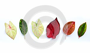 Caladium bicolor leaves with Aglaonema leaves