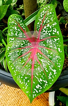 Caladium bicolor lesf wieen leafy plants