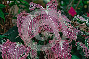 Caladium bicolor with pink and green leaves or Florida Sweetheart