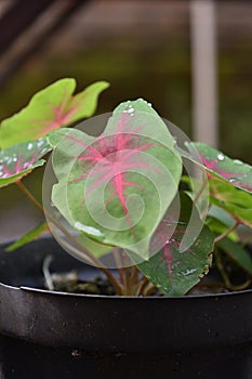 Caladium bicolor with pink leaf and green veins Florida Sweetheart