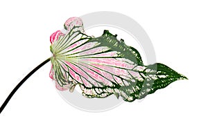 Caladium bicolor with pink leaf and green veins Florida Sweetheart, Pink Caladium foliage isolated on white background