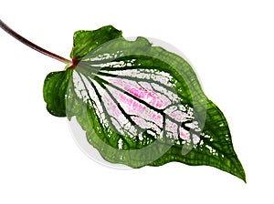 Caladium bicolor with pink leaf and green veins Florida Sweetheart, Pink Caladium foliage isolated on white background