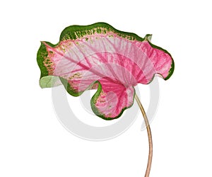 Caladium bicolor with pink leaf and green veins Florida Sweetheart, Pink Caladium foliage isolated on white background