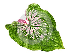 Caladium bicolor with pink leaf and green veins Florida Sweetheart, Pink Caladium foliage isolated on white background