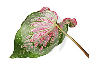 Caladium bicolor with pink leaf and green veins Florida Sweetheart, Pink Caladium foliage isolated on white background