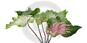 Caladium bicolor with pink leaf and green veins Florida Sweetheart, Pink Caladium foliage isolated on white background