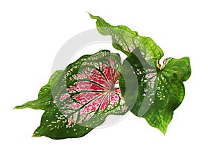 Caladium bicolor with pink leaf and green veins Florida Sweetheart, Pink Caladium foliage isolated on white background