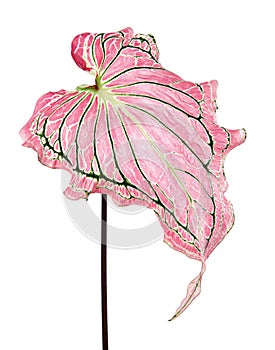 Caladium bicolor with pink leaf and green veins Florida Sweetheart, Pink Caladium foliage isolated on white background