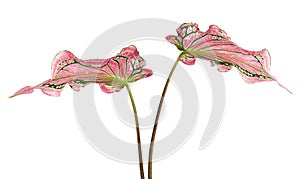 Caladium bicolor with pink leaf and green veins Florida Sweetheart, Pink Caladium foliage isolated on white background