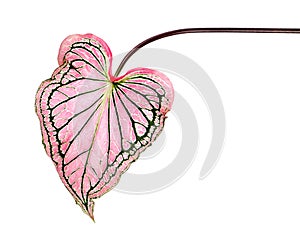 Caladium bicolor with pink leaf and green veins Florida Sweetheart, Pink Caladium foliage isolated on white background