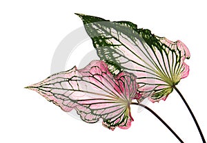 Caladium bicolor with pink leaf and green veins Florida Sweetheart, Pink Caladium foliage isolated on white background