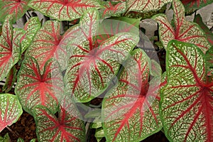 Caladium bicolor with pink leaf and green veins nature background