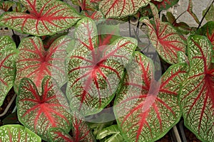 Caladium bicolor with pink leaf and green veins nature background