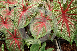 Caladium bicolor with pink leaf and green veins nature background