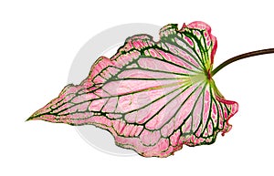 Caladium bicolor with pink leaf and green veins Pink Caladium foliage isolated on white background with clipping path