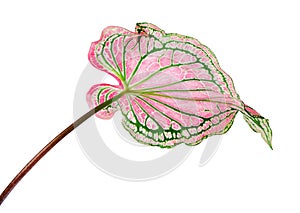 Caladium bicolor with pink leaf and green veins, Pink Caladium foliage isolated on white background, with clipping path