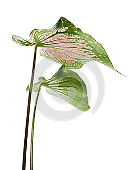 Caladium bicolor with pink leaf and green veins, Pink Caladium foliage isolated on white background, with clipping path