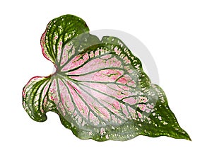 Caladium bicolor with pink leaf and green veins, Pink Caladium foliage isolated on white background, with clipping path