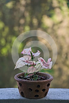 A caladium bicolor plant in a pot sitting on a ledge.
