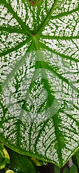 caladium bicolor plant white color pattern and with zoom mode photo